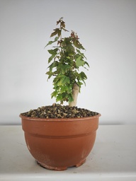 B 15. Acer buergerianum 150 euros con envio gratis peninsxula.