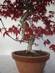 *D 23. Acer palmatum deshojo 150 euros con envio gratis peninsula.