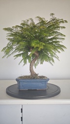 *M 1. Metasequoia 95 euros con envio gratis peninsula-