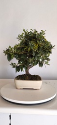 *PY 14. Pyracantha 100 euros con envio gratis peninsula.