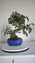 *M 27 Malus 135 euros con envio gratis peninsula.
