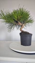 * P 5 Pinus thunbergii 70 euros con envio gratis peninsula.
