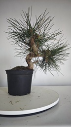 * P 6 Pinus thunbergii 70 euros con envio gratis peninsula.