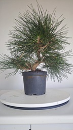 * P 7 Pinus thunbergii 70 euros con envio gratis peninsula.