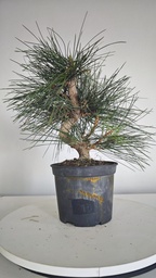 * P 9 Pinus thunbergii 70 euros con envio gratis peninsula.