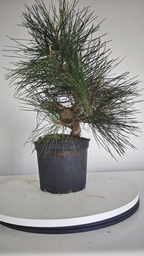 * P 10 Pinus thunbergii 70 euros con envio gratis peninsula.